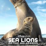 دانلود فیلم شیرهای دریایی گالاپاگوس Sea Lions of the Galapagos 2025 با دوبله فارسی